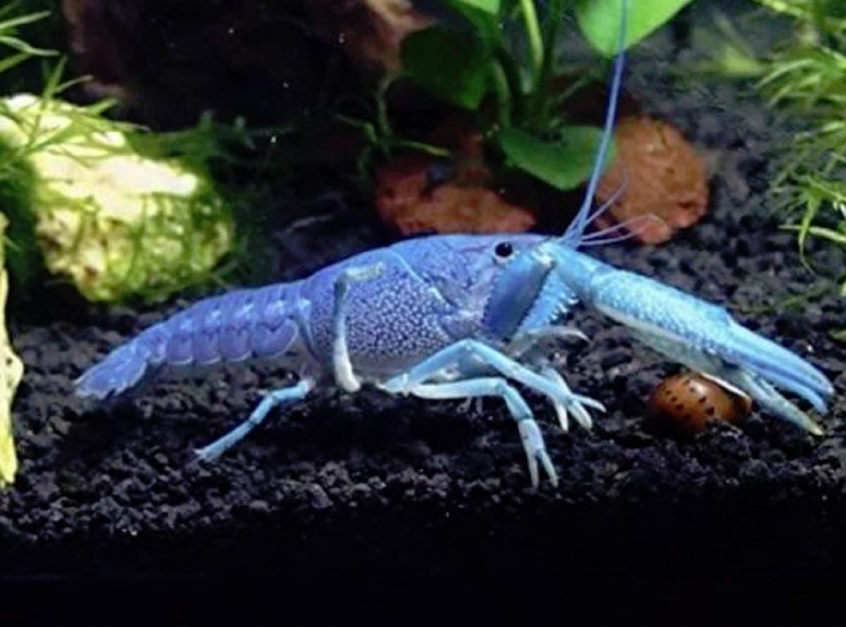 blue crayfish